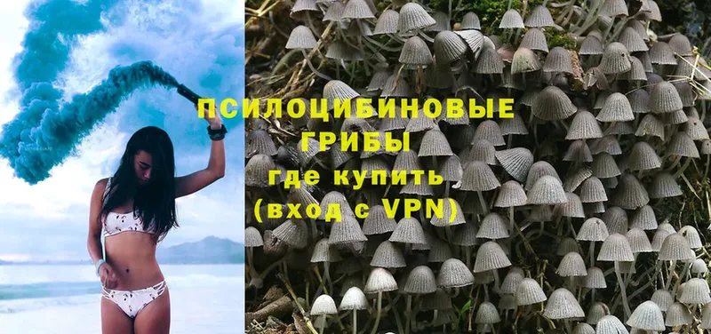 Галлюциногенные грибы MAGIC MUSHROOMS  где купить наркоту  shop телеграм  Губкинский  OMG маркетплейс 