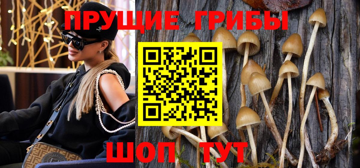 Псилоцибиновые грибы Cubensis Губкинский